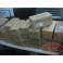 New original imported Japanese Mitsubishi PLC AX81C